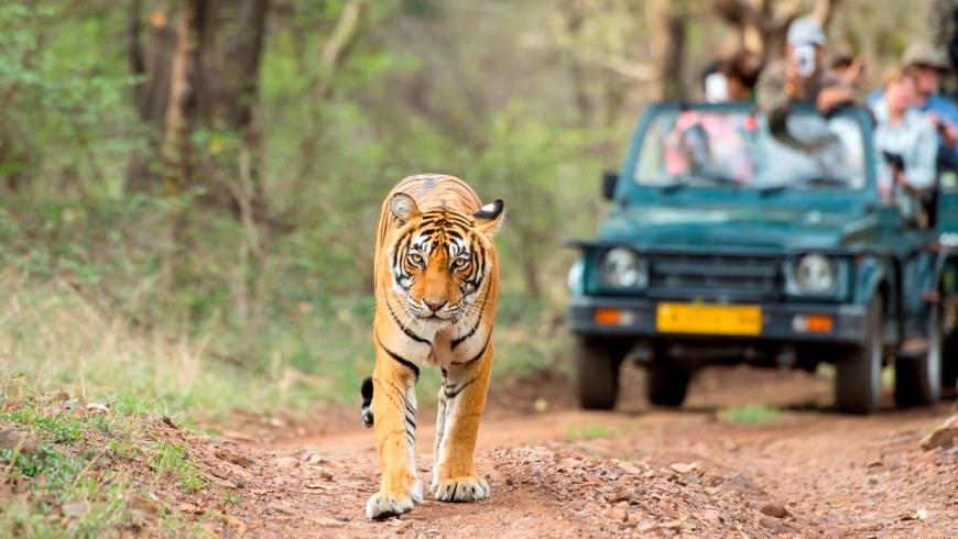Ranthambore tiger safari tour